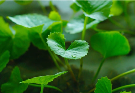 Riman: Unlocking the Secrets of Glass Skin