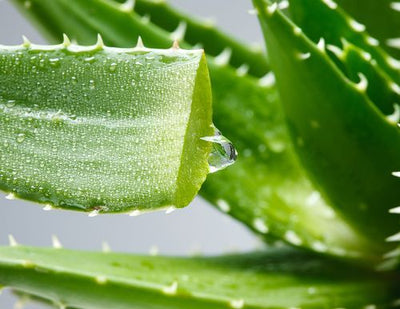 Aloe Extract