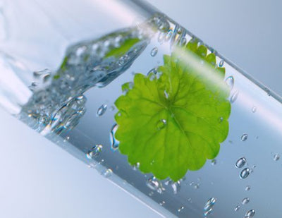 Centella Asiatica Leaf Extract