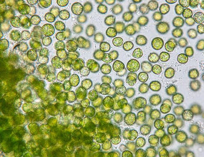 Chlorella Ferment