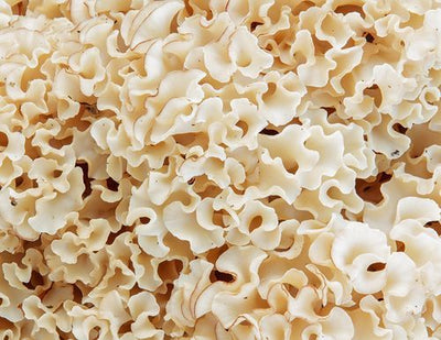 Inonotus Obliquus Extract