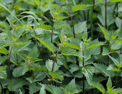 Nettle Extract
